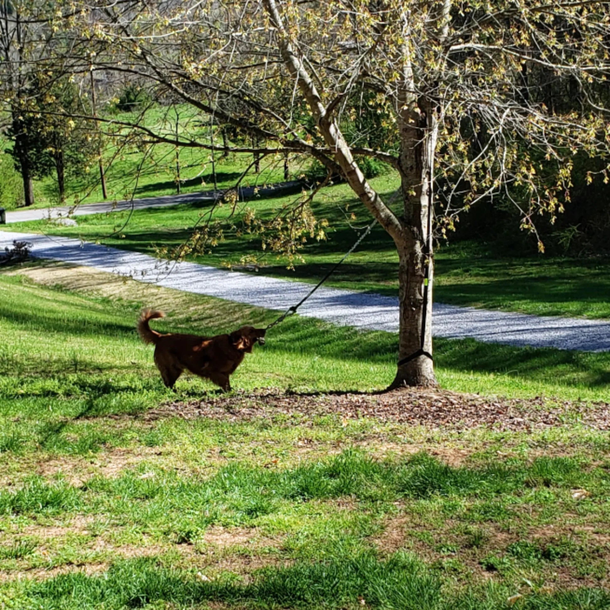 PawPals™ - Giocattolo a sfera per cani